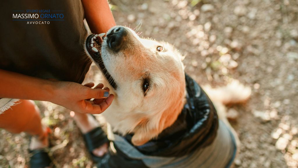 Animali domestici e separazione (1)