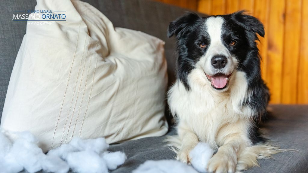 Animali domestici e separazione